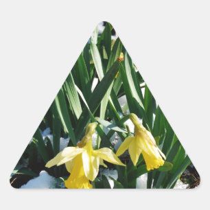 Sticker Triangulaire Jaune Daffodils fleurs dans la neige