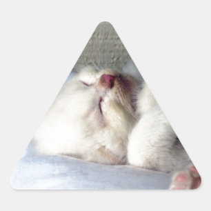 Sticker Triangulaire Kitten endormi