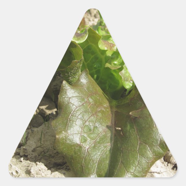 Sticker Triangulaire Laitue fraîche cultivée dans le champ Toscane, Ita (Devant)