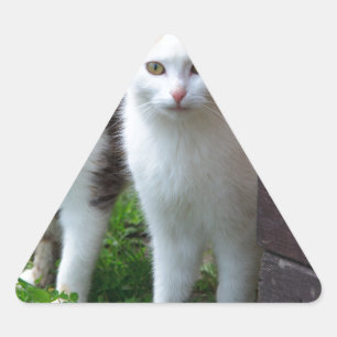 Sticker Triangulaire Les chats jouent