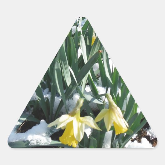 Sticker Triangulaire Les jonquilles jaunes dans la neige (Devant)