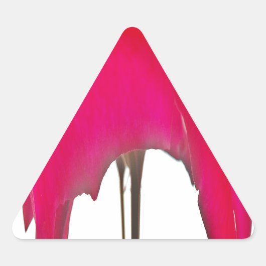 Sticker Triangulaire Moment capturé : Une Élégance Pétale Rose Rouge (Devant)