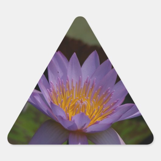 Sticker Triangulaire Nénuphar de Lotus pourpre (Devant)