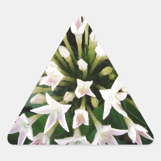 Sticker Triangulaire Pentas blancs (Devant)