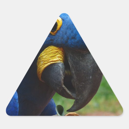 Sticker Triangulaire perroquet de blauaras (Devant)