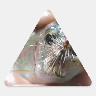 Sticker Triangulaire photo de Truite arc-en-ciel