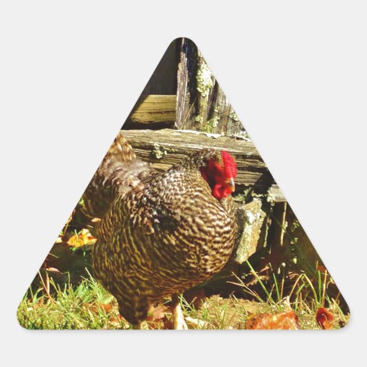 Sticker Triangulaire Poulet noir et blanc dans la ferme (Devant)