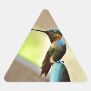 Sticker Triangulaire Ruby perché et petit colibri vert