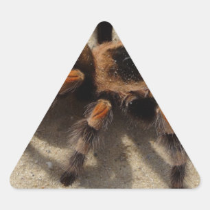 Sticker Triangulaire Tarantula brachypelma rouge genou toxique