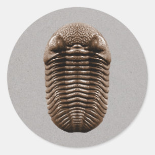 Sticker Trilobite