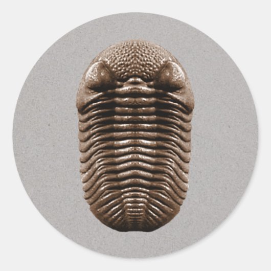 Sticker Trilobite (Devant)