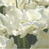 Sticker Tulipes blanches (Devant)