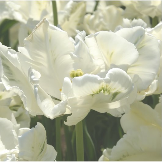 Sticker Tulipes blanches (Devant)