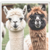Sticker Two Llamas (Recto)