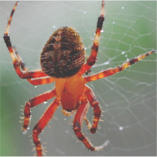 Sticker Une araignée affamée attend (Devant)