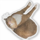 Sticker Upside-Down Sunshine Cat (Devant)