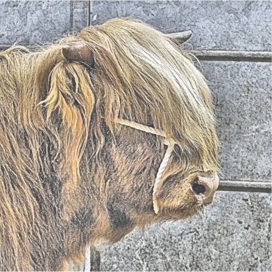 STICKER VACHE (Devant)