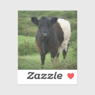 Sticker Vache galloway à ceinture
