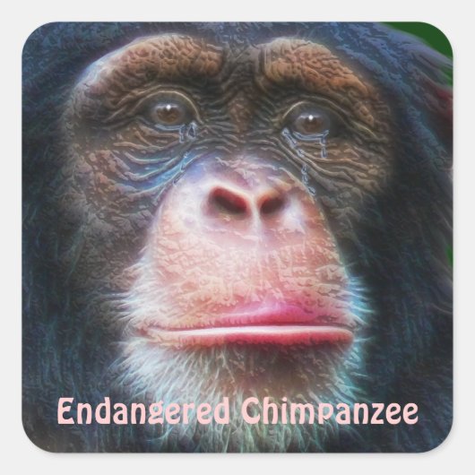 Sticker van bedreigde chimpansees in Afrika (Voorkant)