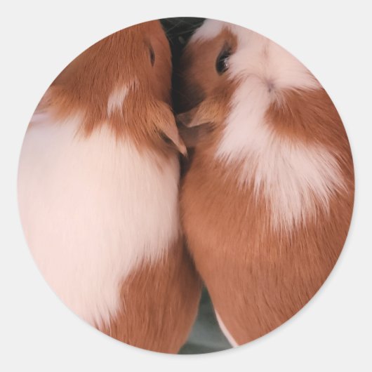 sticker van cavia ' s (Voorkant)