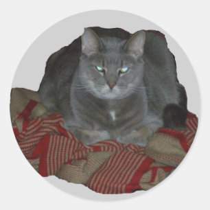 Sticker van de Kat van Buddah de Grijze Knorrige