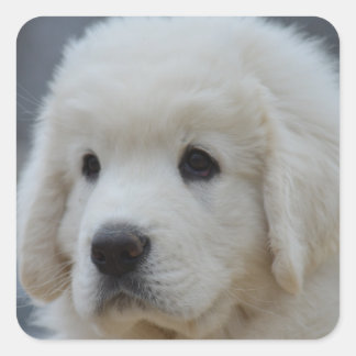 Sticker van Schattig Polish Tatra Sheepdog Puppy