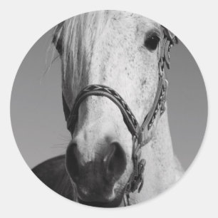 Sticker van witte paarden