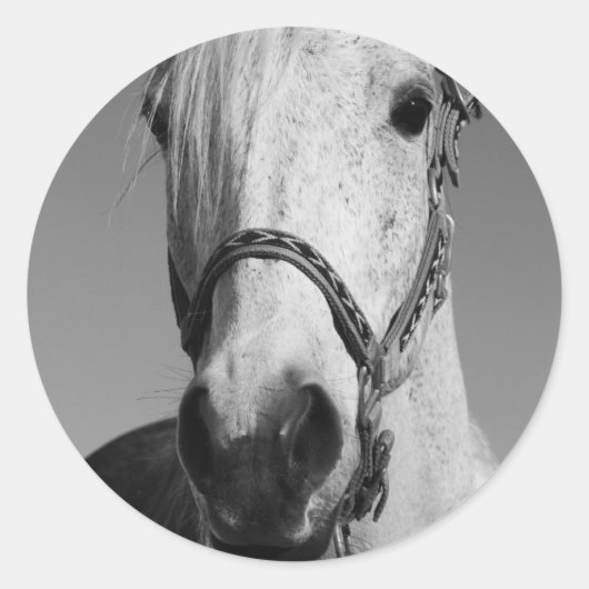 Sticker van witte paarden (Voorkant)