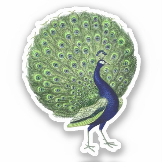 Sticker Ventilateur Open Peacock (Recto)