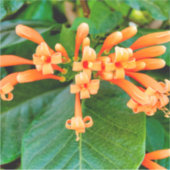 Sticker Vigne de trompette orange (Devant)