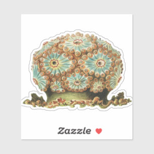 Sticker Vintage Ernst Haeckel Vie marine sarcelle orange