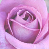 Sticker violet Rose gros plan (Devant)