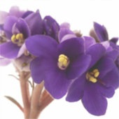 Sticker Violette africaine (Devant)