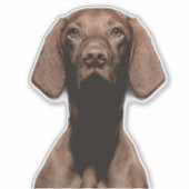 Sticker Vizsla découpé (Devant)