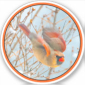 Sticker Vol Cardinal Nord - Photo originale (Devant)