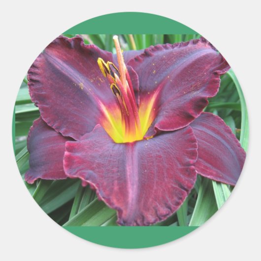 Sticker Volcanique Daylily (Devant)