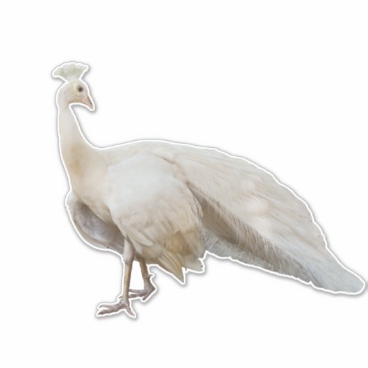Sticker White paon pose (Devant)