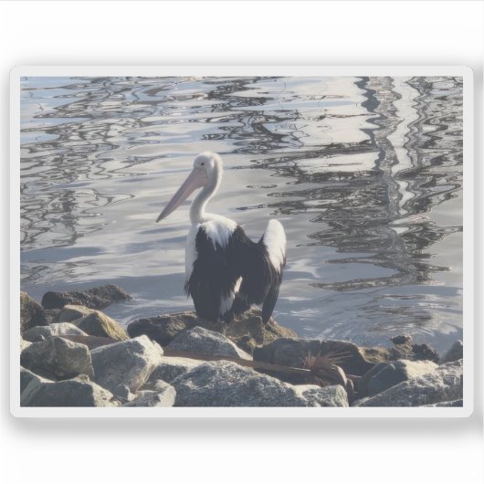 Sticker White Pelican (Devant)