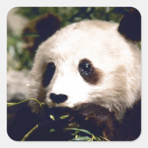 Sticker Wildlife Wit Sweet Panda Beer Gezicht
