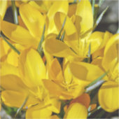 Sticker Yellow Crocus Flowers (Recto)