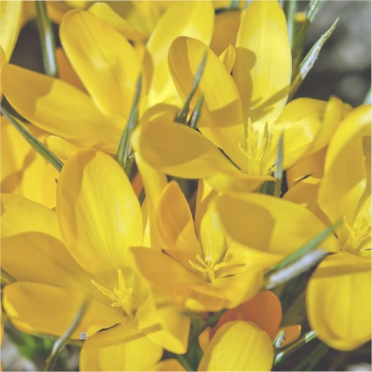 Sticker Yellow Crocus Flowers (Recto)