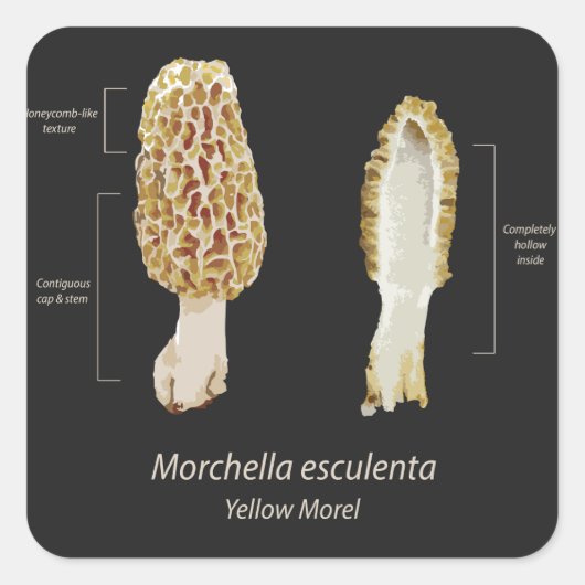 Sticker Yellow Morel Morchella esculenta (Voorkant)