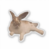 Sticker Zesty Paddy (Devant)