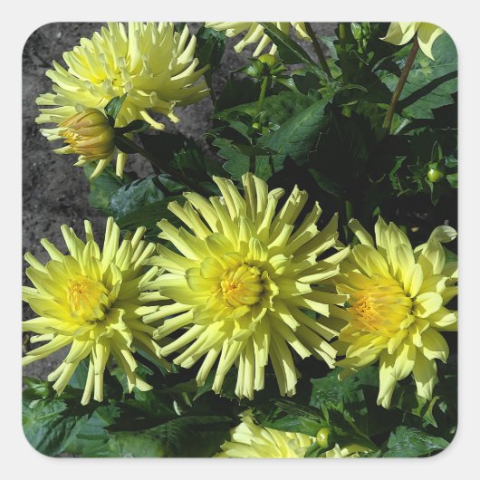 Stickers #1 Dahlia Lakeview (Devant)