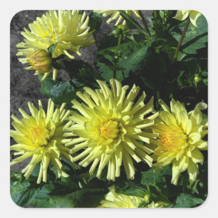 Stickers #1 Dahlia Lakeview
