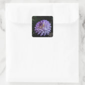 Stickers #1 de Dahlia Bea Paradise (Sac)