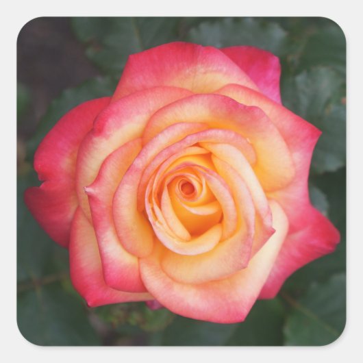 Stickers #1 Rose Dream Come True (Devant)