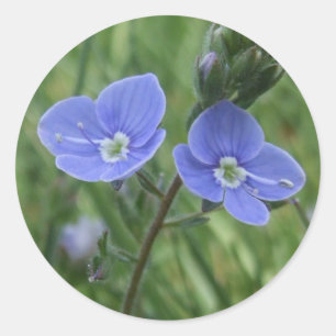 Stickers à fleurs bleues