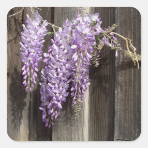 Stickers à fleurs de glycine violette