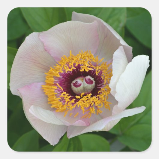 Stickers à fleurs de pivoines (Devant)